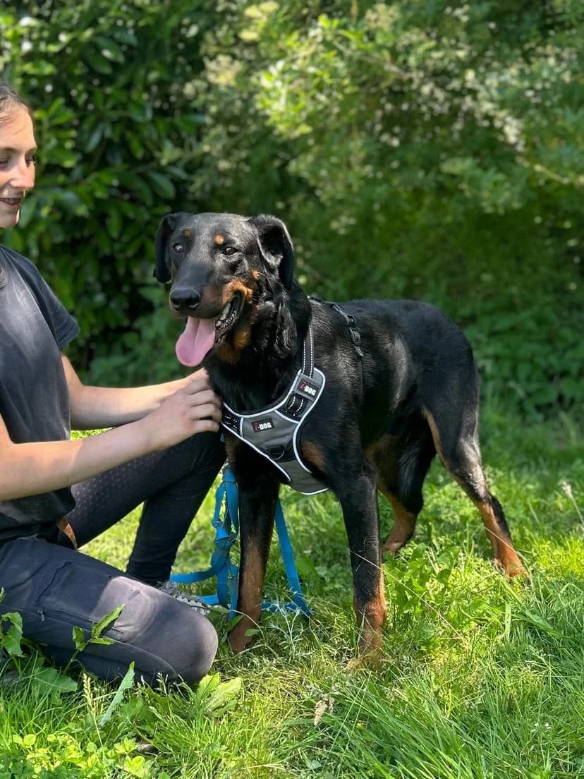 Nash, male young mixed breed for adoption at APAA Trégrom