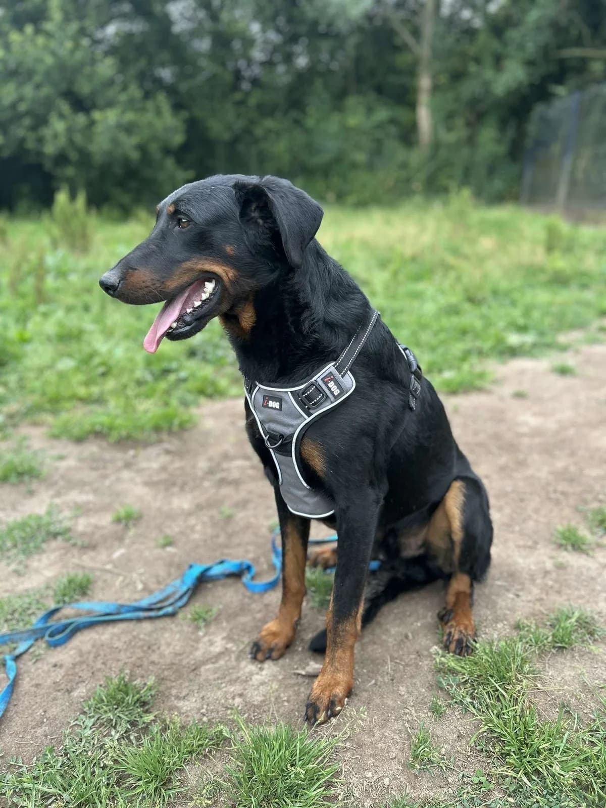 Nash, male mixed breed for adoption at APAA Trégrom — photo 2 of 3