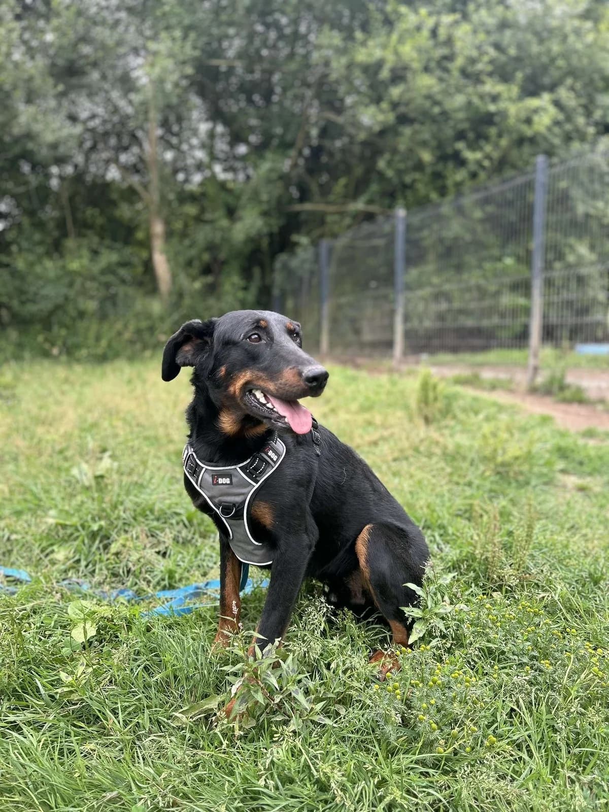 Nash, male mixed breed for adoption at APAA Trégrom — photo 3 of 3