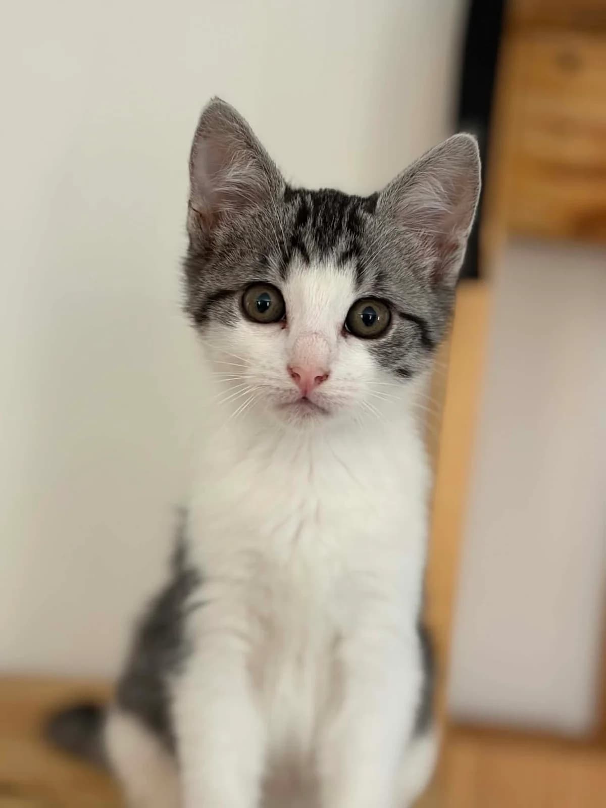 Nashi, female puppy European Shorthair for adoption at APAA Trégrom