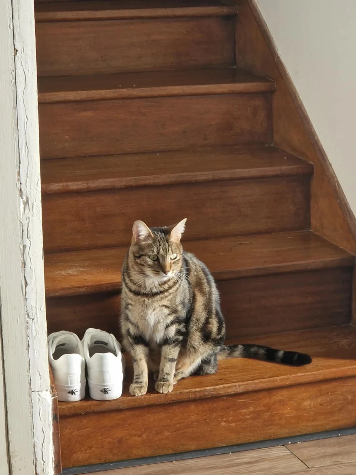 Nebula, male 3yo European Shorthair for adoption at APAA Trégrom