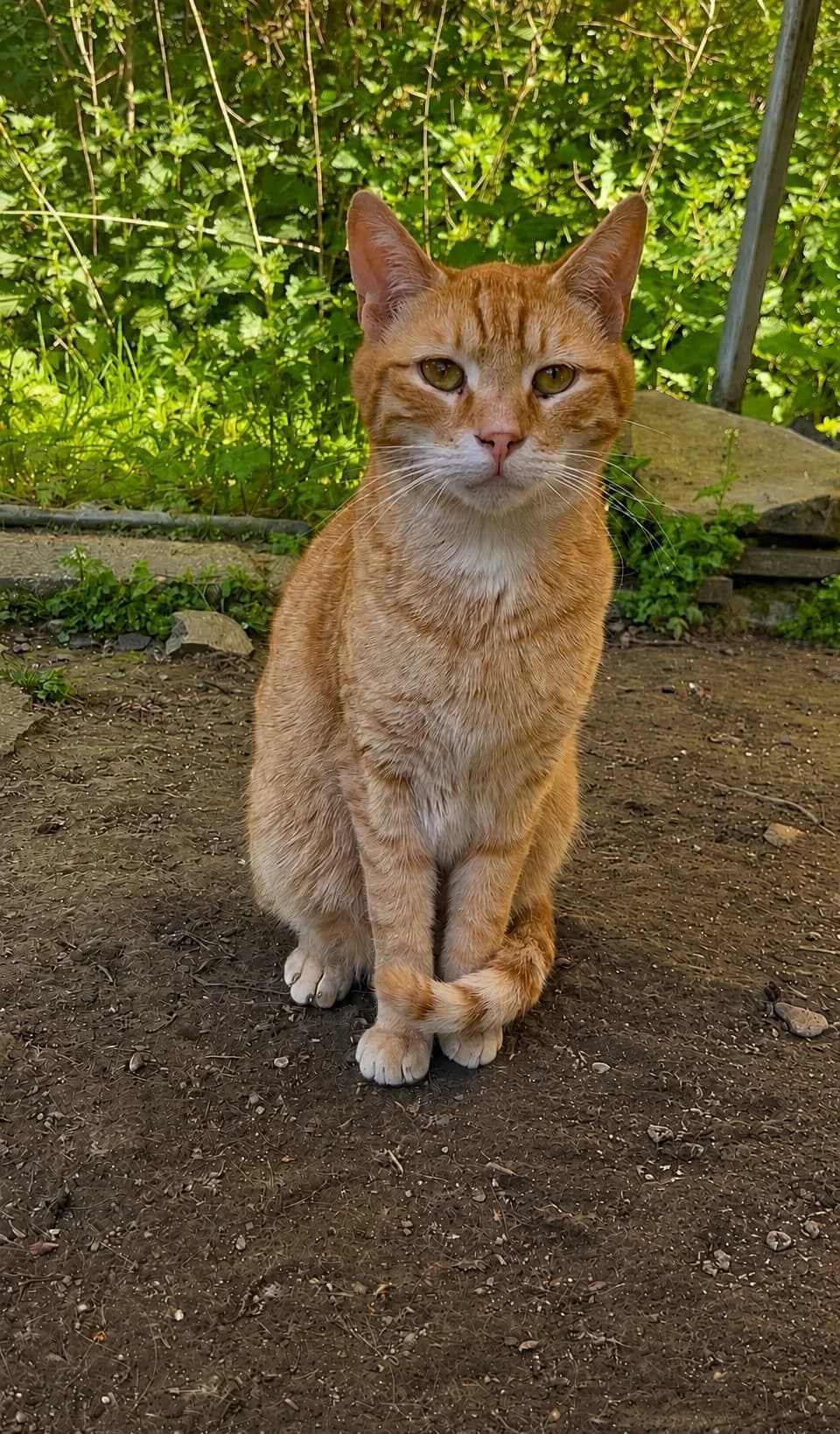 Noti, male 3yo European Shorthair for adoption at APAA Trégrom