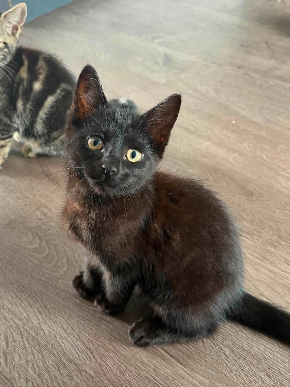 Nuage, male puppy European Shorthair for adoption at APAA Trégrom