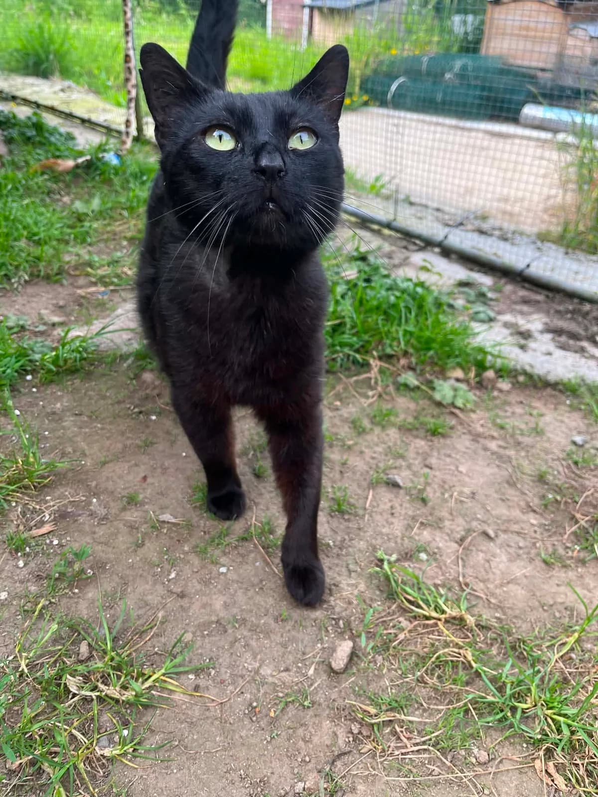 Ozzy, male young European Shorthair for adoption at APAA Trégrom