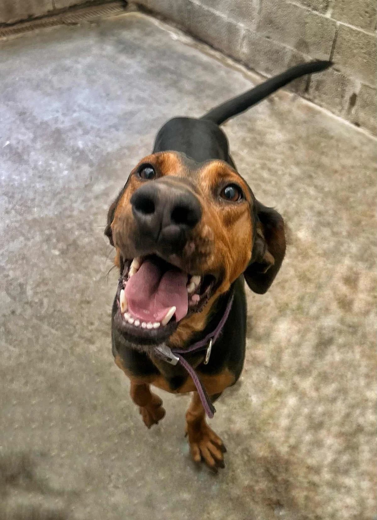 Paco, male 6yo Pointer for adoption at APAA Trégrom