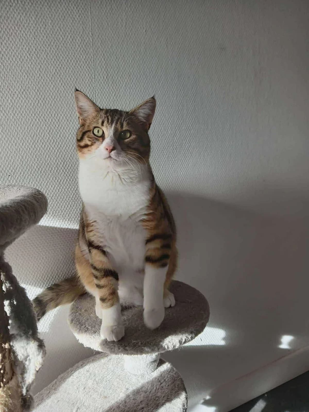 Pop Corn, male puppy European Shorthair for adoption at APAA Trégrom
