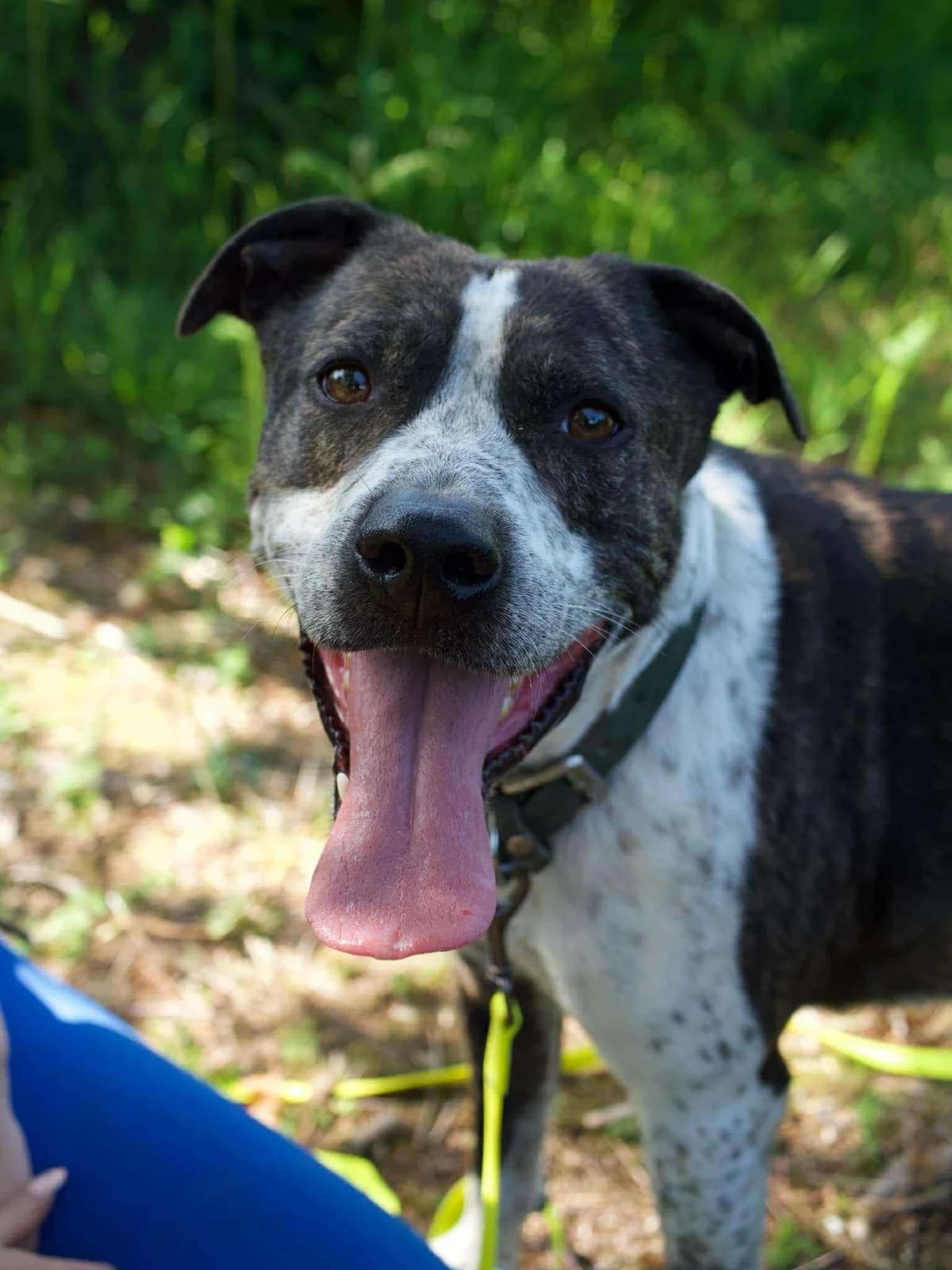 Tibone, male Staffordshire Bull Terrier for adoption at APAA Trégrom
