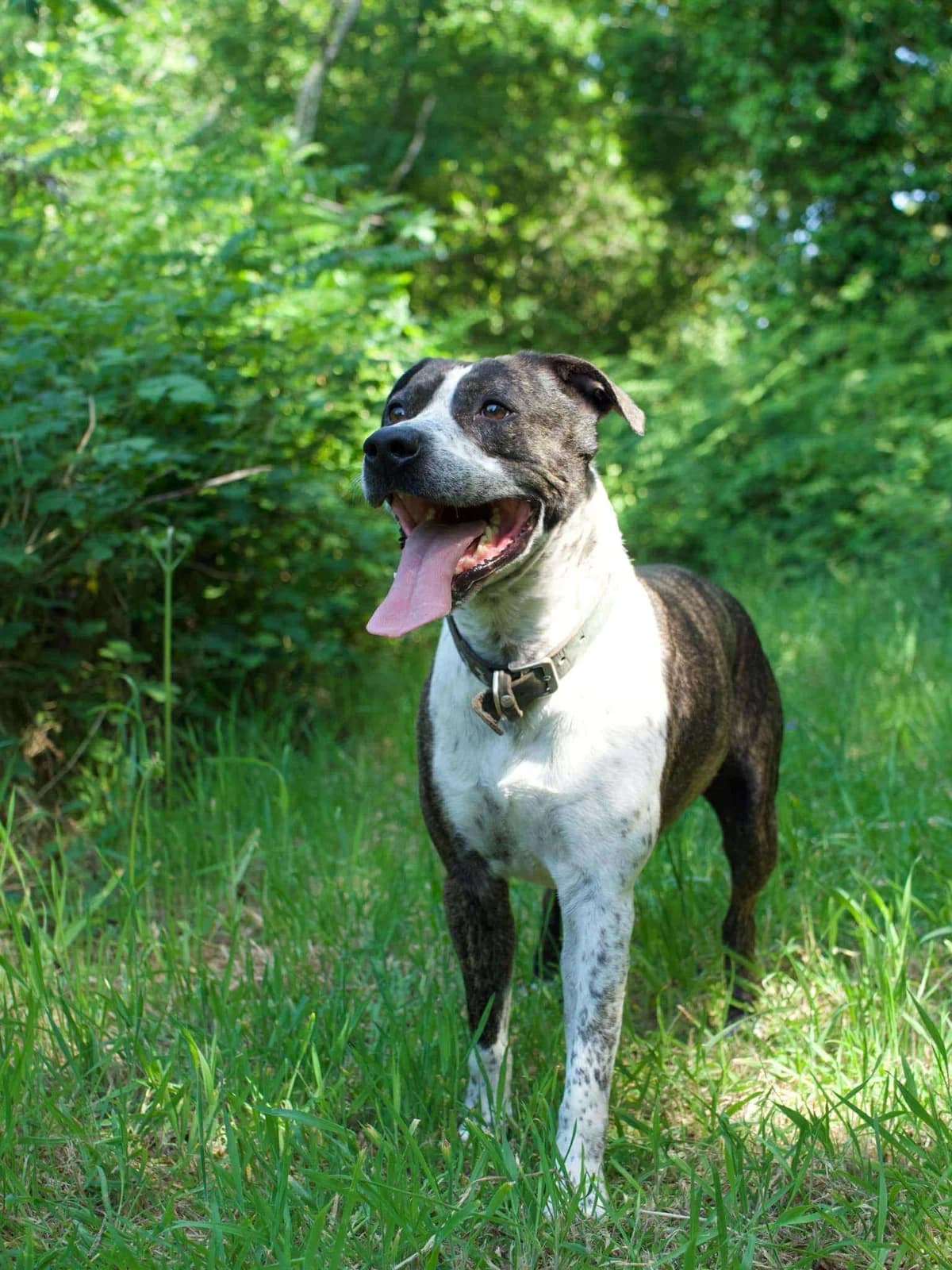 Tibone, male Staffordshire Bull Terrier for adoption at APAA Trégrom — photo 2 of 3