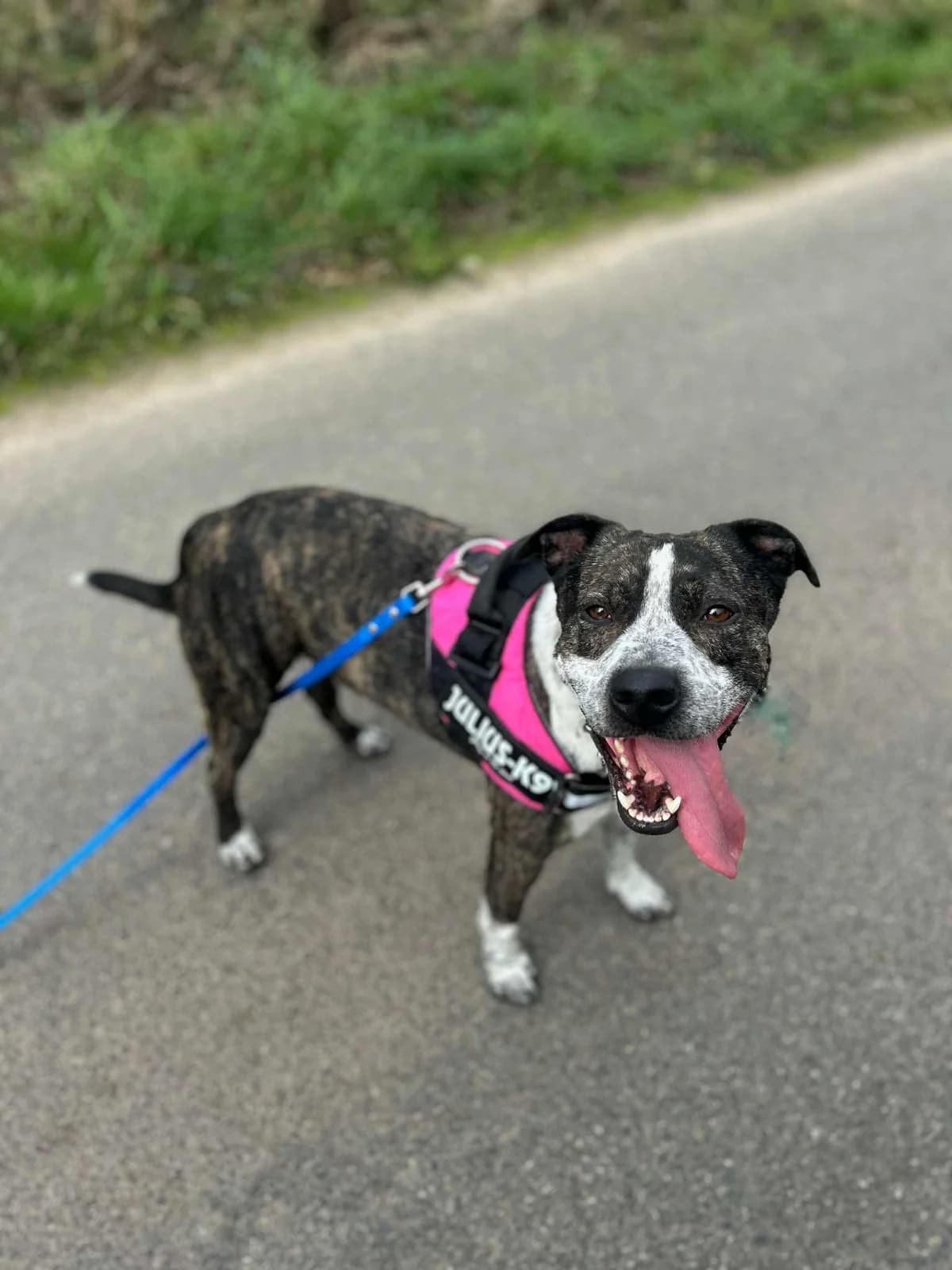 Tibone, male Staffordshire Bull Terrier for adoption at APAA Trégrom — photo 3 of 3