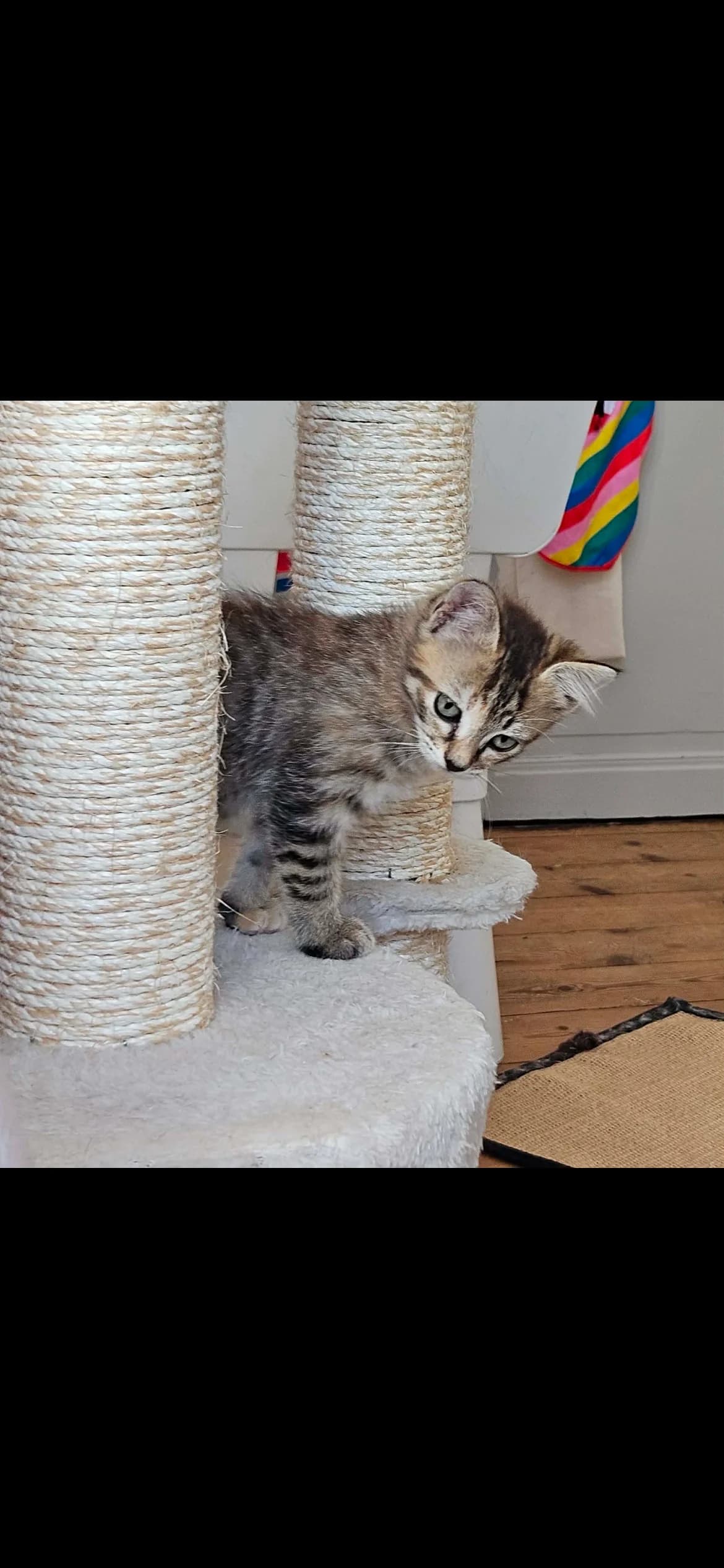 Tora, female puppy European Shorthair for adoption at APAA Trégrom