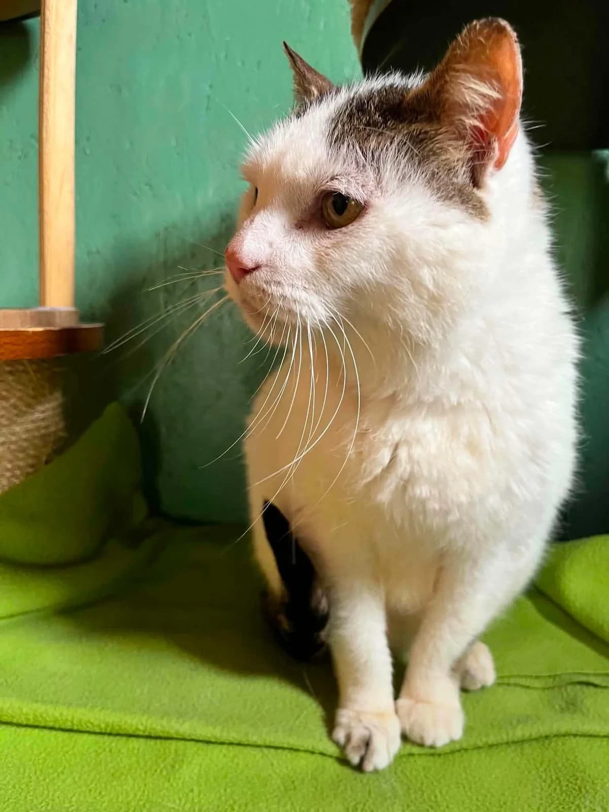 Trèfle, male 5yo European Shorthair for adoption at APAA Trégrom