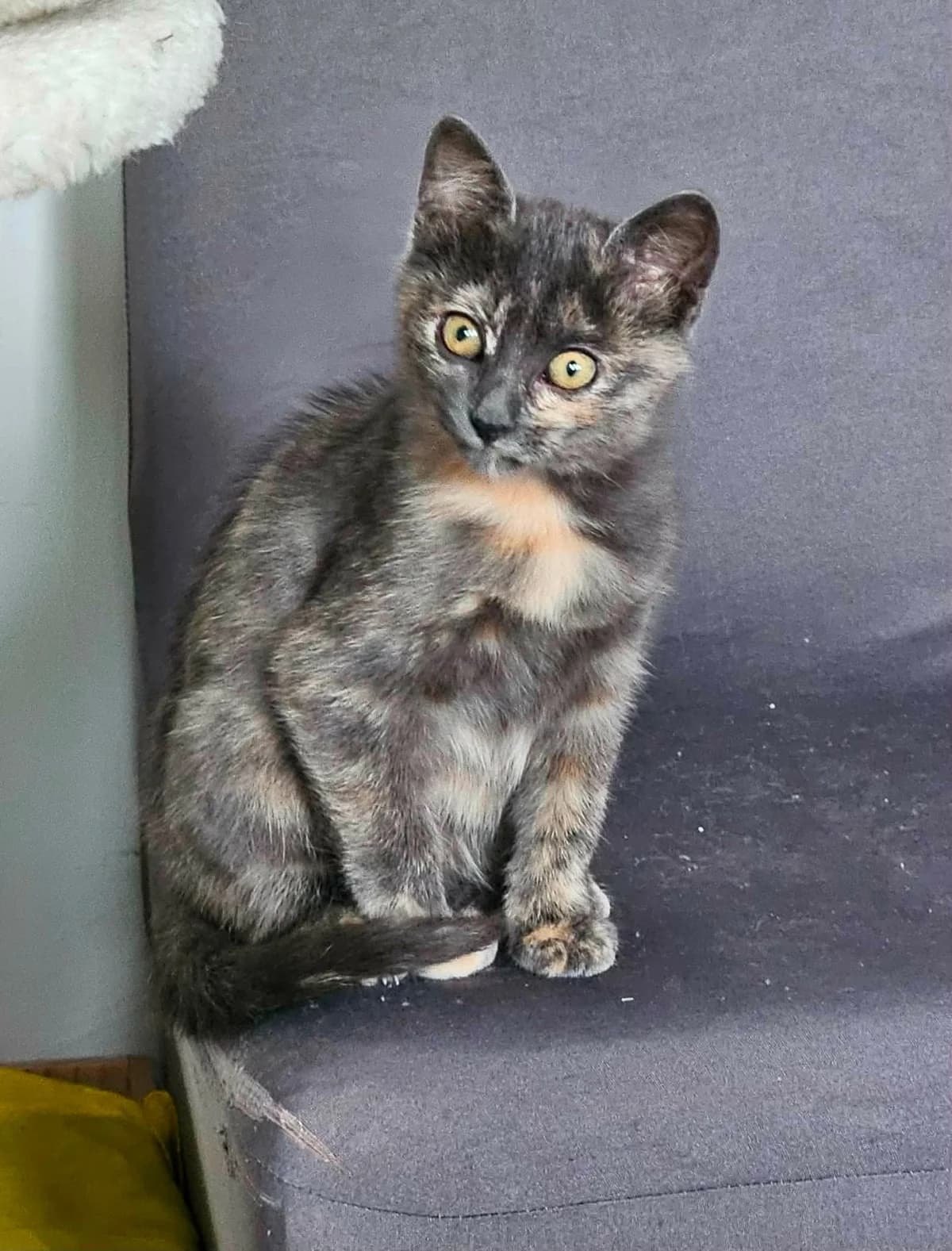 Tsuki, female puppy European Shorthair for adoption at APAA Trégrom