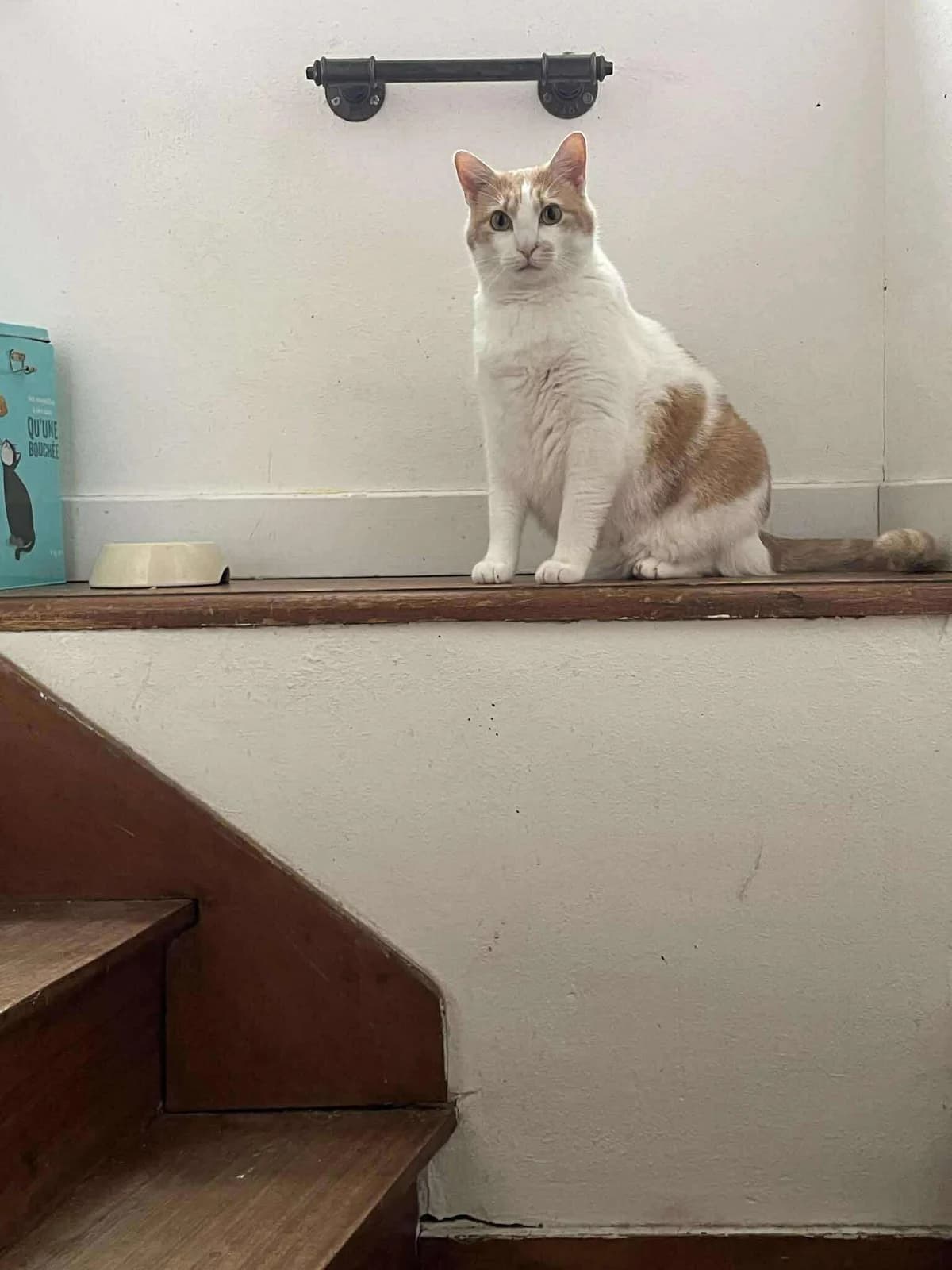 Ty Khaz, male 4yo European Shorthair for adoption at APAA Trégrom