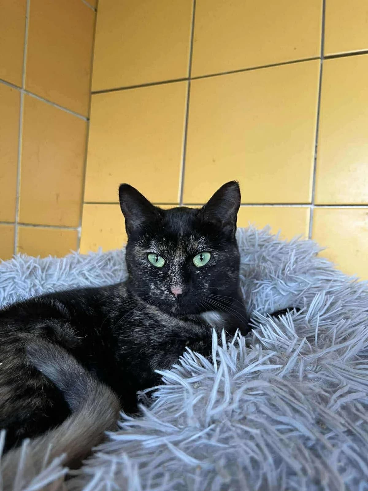 Zia, female young European Shorthair for adoption at APAA Trégrom