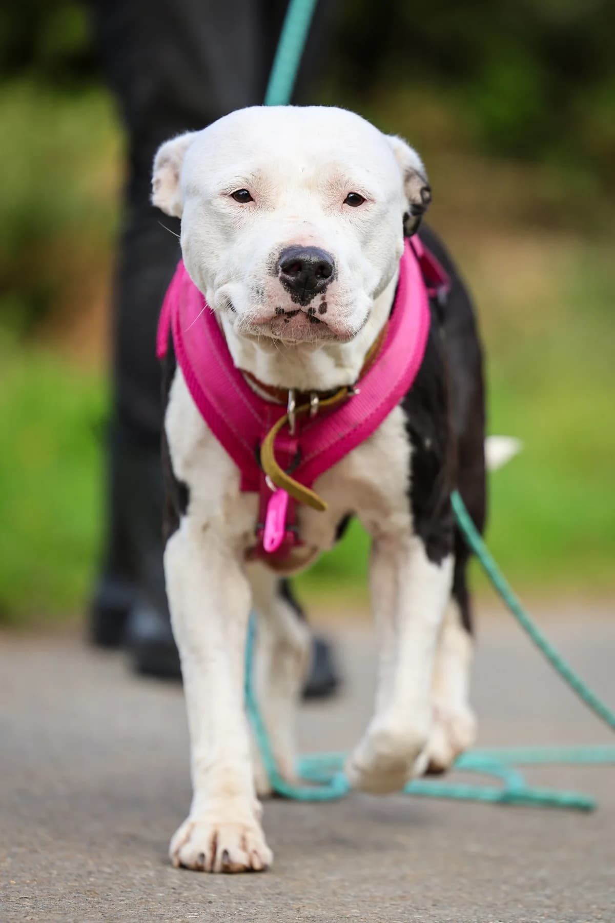 Zina, female senior Staffordshire Bull Terrier for adoption at APAA Trégrom