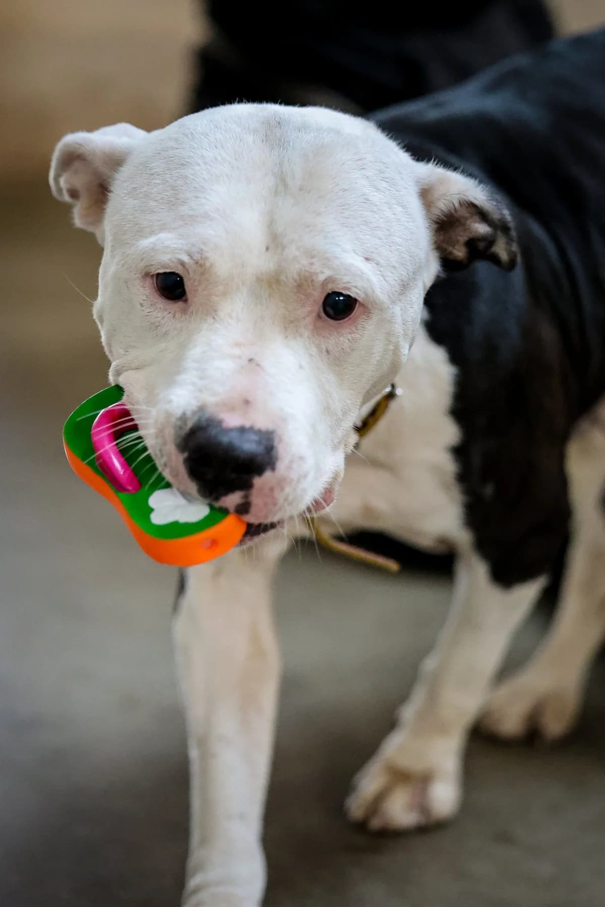 Zina, female Staffordshire Bull Terrier for adoption at APAA Trégrom — photo 2 of 3