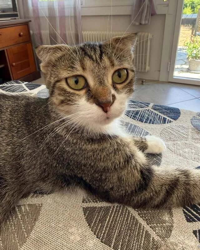 Vctoire Et,  Mixed Breed for adoption at Apac