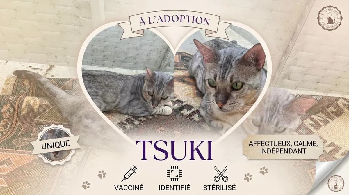 Snow,  Bengal for adoption at Apac