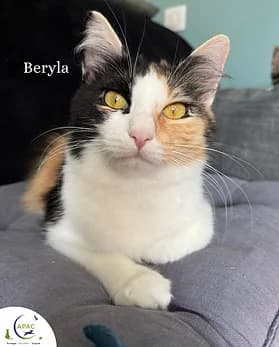 Beryla, female Mixed Breed for adoption at APAC - Association de Protection Animale Canavéroise