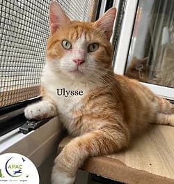 Beryla, female Mixed Breed for adoption at APAC - Association de Protection Animale Canavéroise