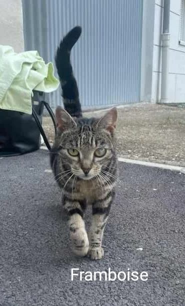 Framboise, Mixed Breed for adoption at APAD Sud Essonne, Janville-sur-Juine