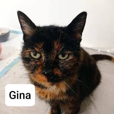 Gina,  Mixed Breed for adoption at APAD Sud Essonne, Janville-sur-Juine