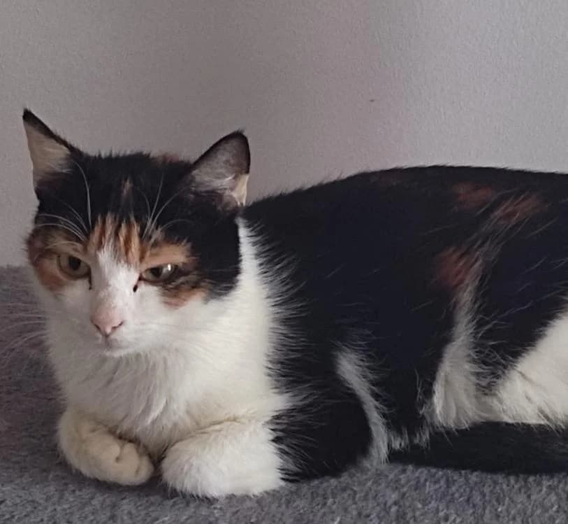 Lisa, Mixed Breed for adoption at APAD Sud Essonne, Janville-sur-Juine