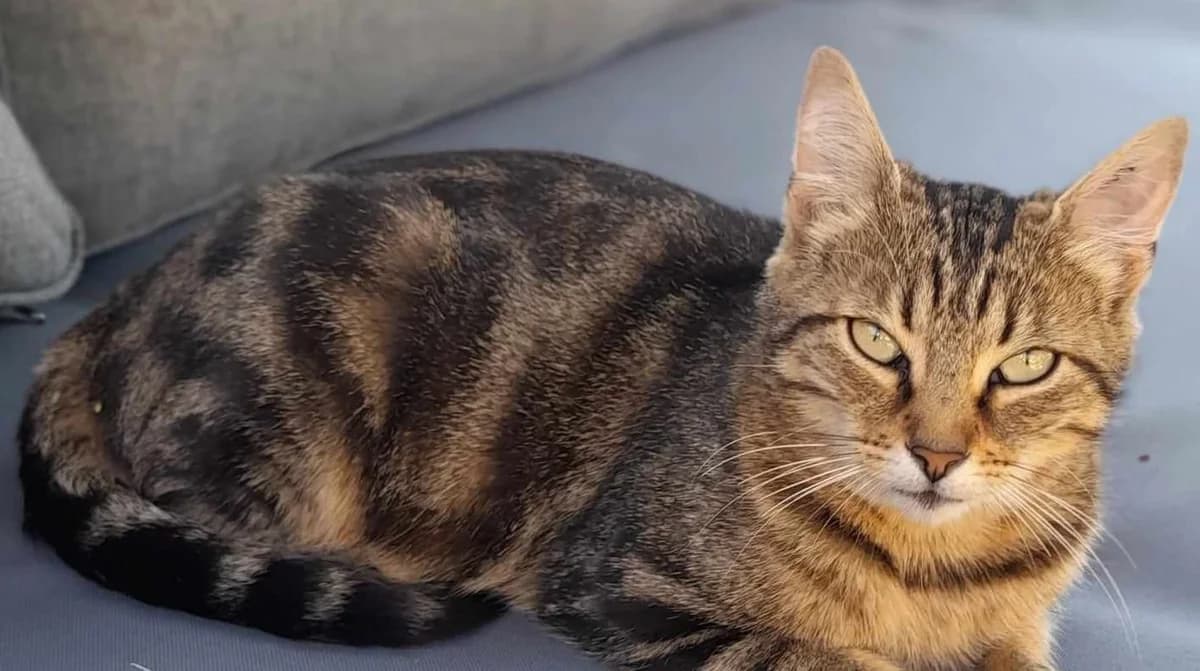 Minnie, Mixed Breed for adoption at APAD Sud Essonne, Janville-sur-Juine