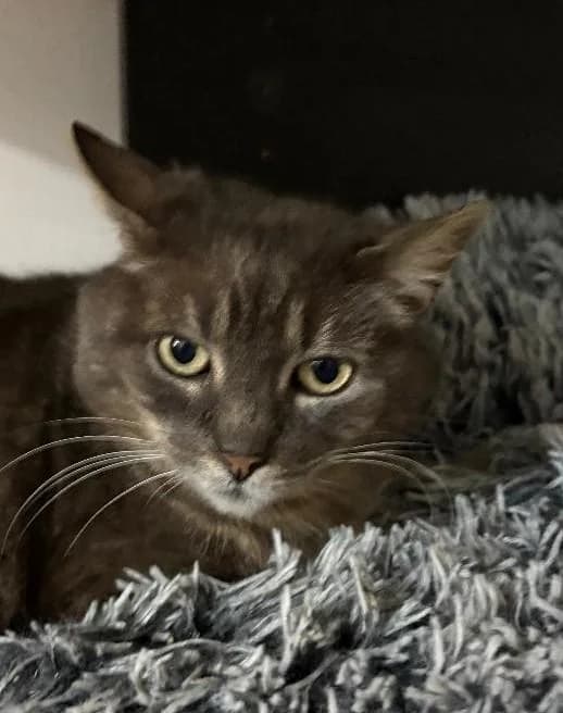 Nala, Mixed Breed for adoption at APAD Sud Essonne, Janville-sur-Juine