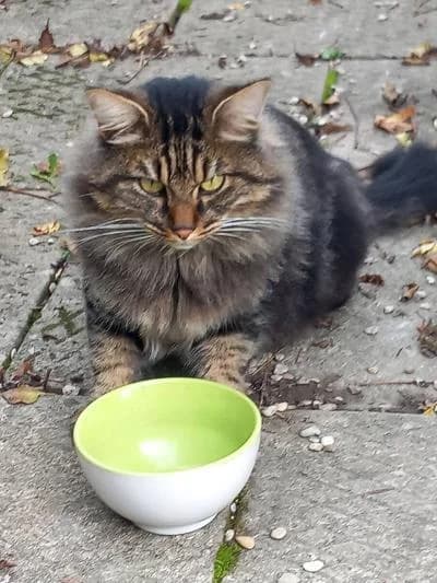 P Tit,  Mixed Breed for adoption at APAD Sud Essonne, Janville-sur-Juine