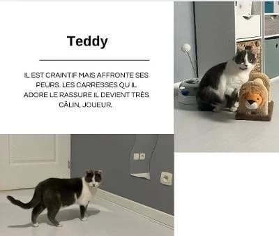 Teddy,  young Mixed Breed for adoption at APAD Sud Essonne, Janville-sur-Juine