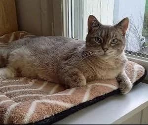 Willow,  Mixed Breed for adoption at APAD Sud Essonne, Janville-sur-Juine