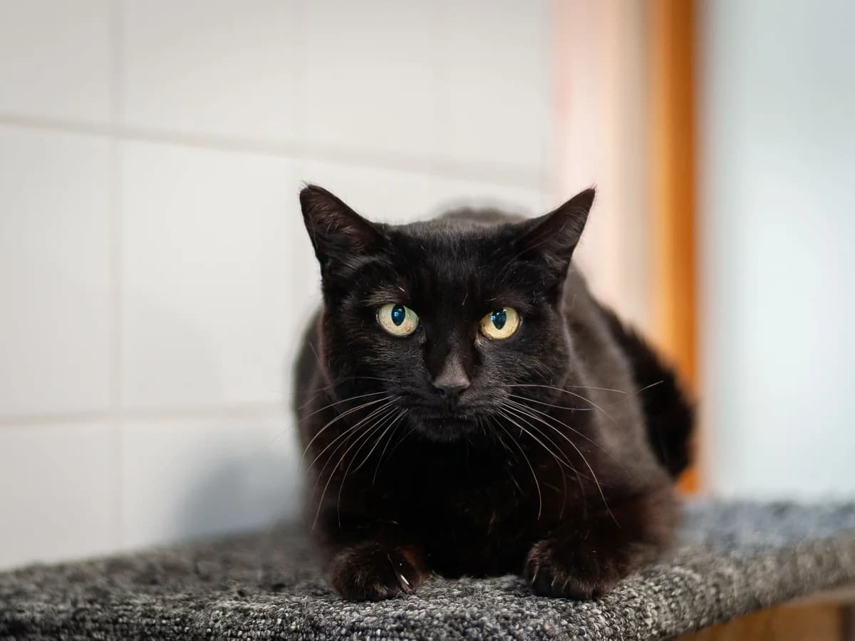 Polka, Noire female senior European Shorthair for adoption at APAGI, Le Versoud