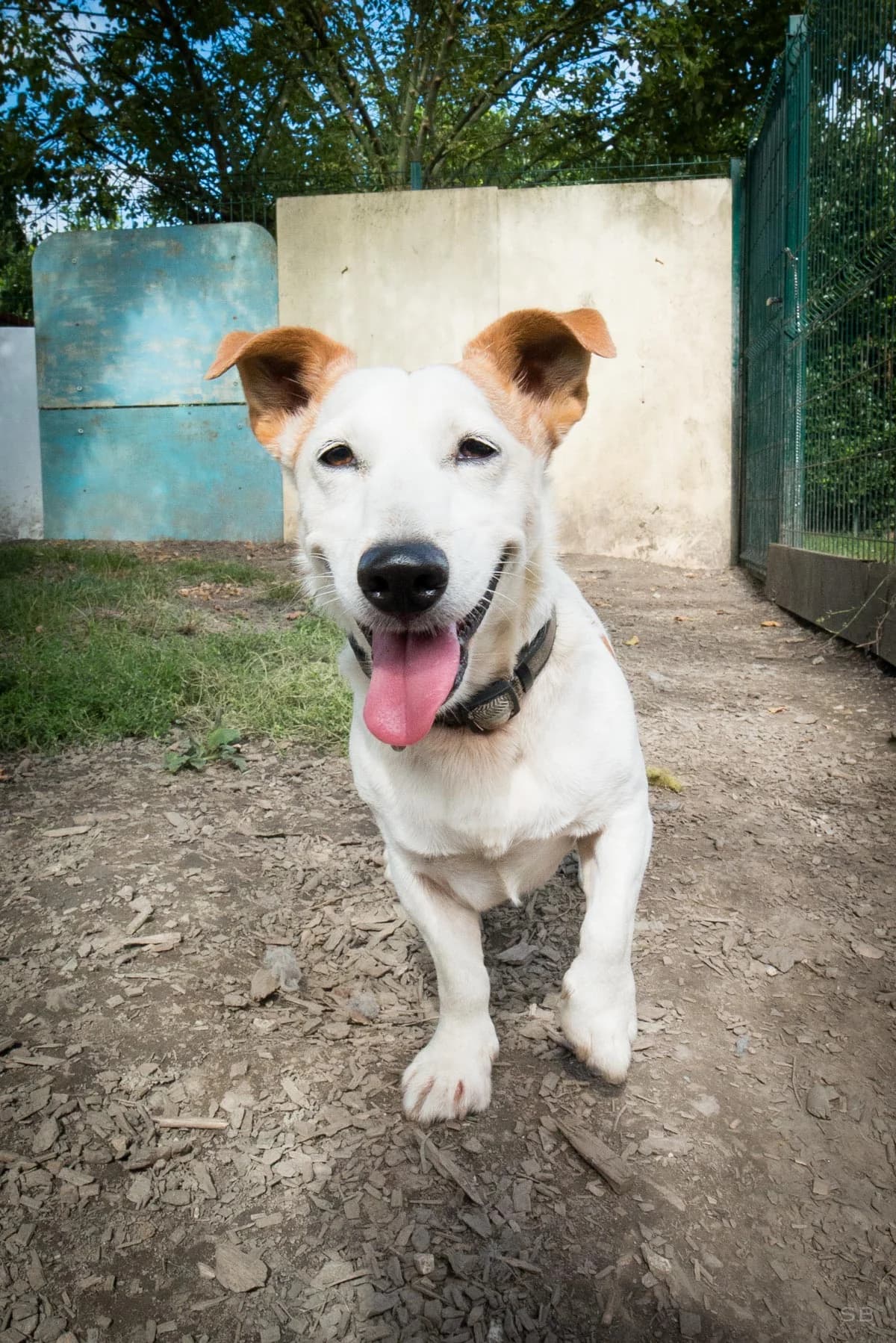 Chuck, Blanc et Marron poil ras male senior Jack Russell Terrier for adoption at APAGI, Le Versoud