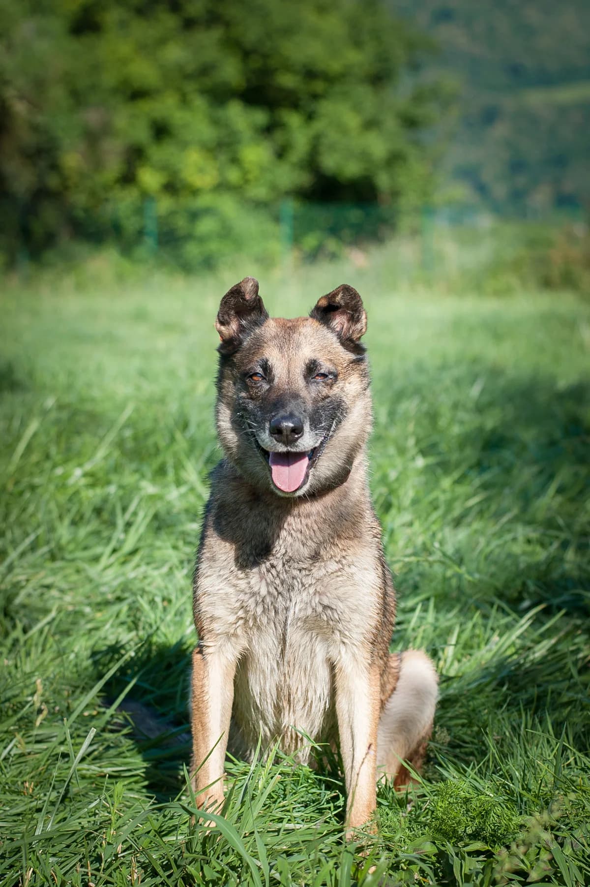 Edge, Fauve charbonné masque noir male senior Belgian Malinois for adoption at APAGI, Le Versoud