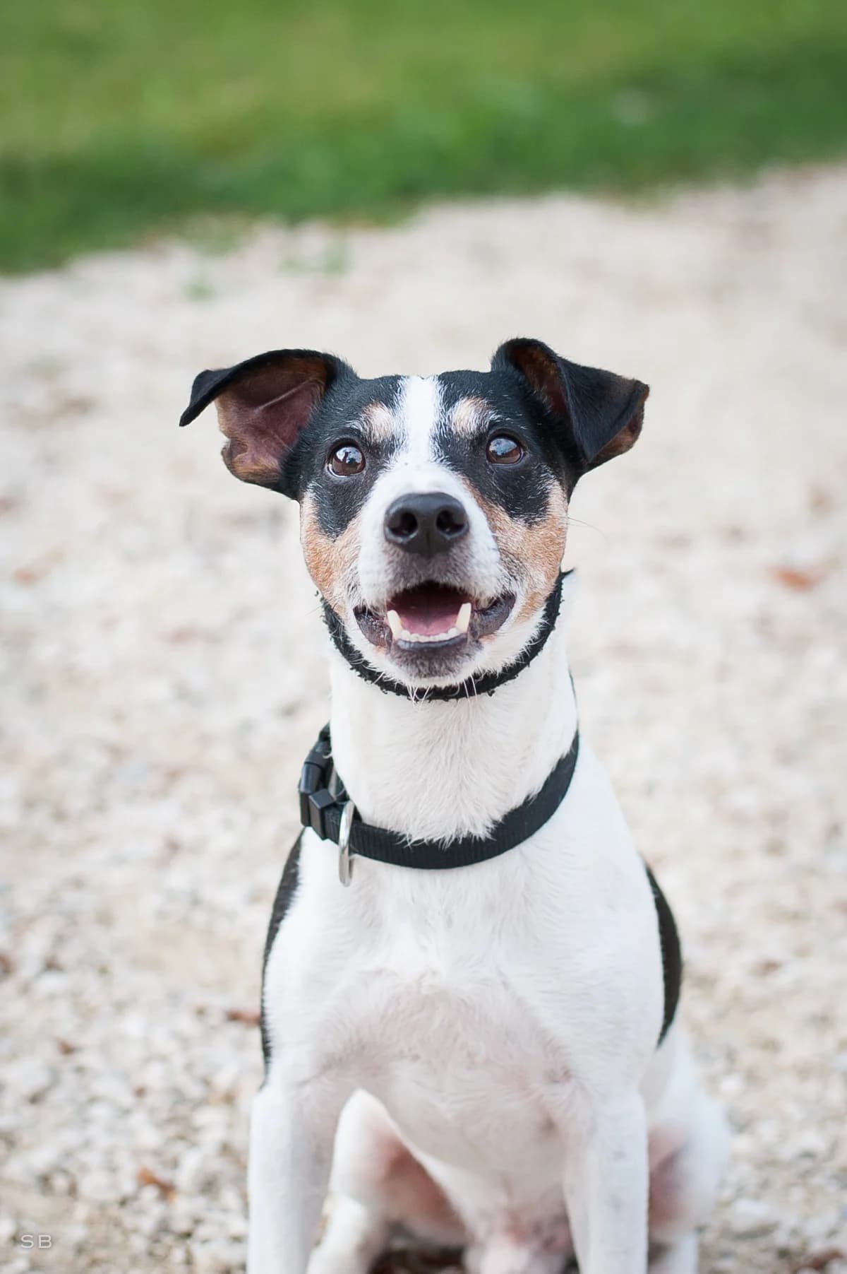 Snoopy, Tricolore male senior Jack Russell Terrier for adoption at APAGI, Le Versoud