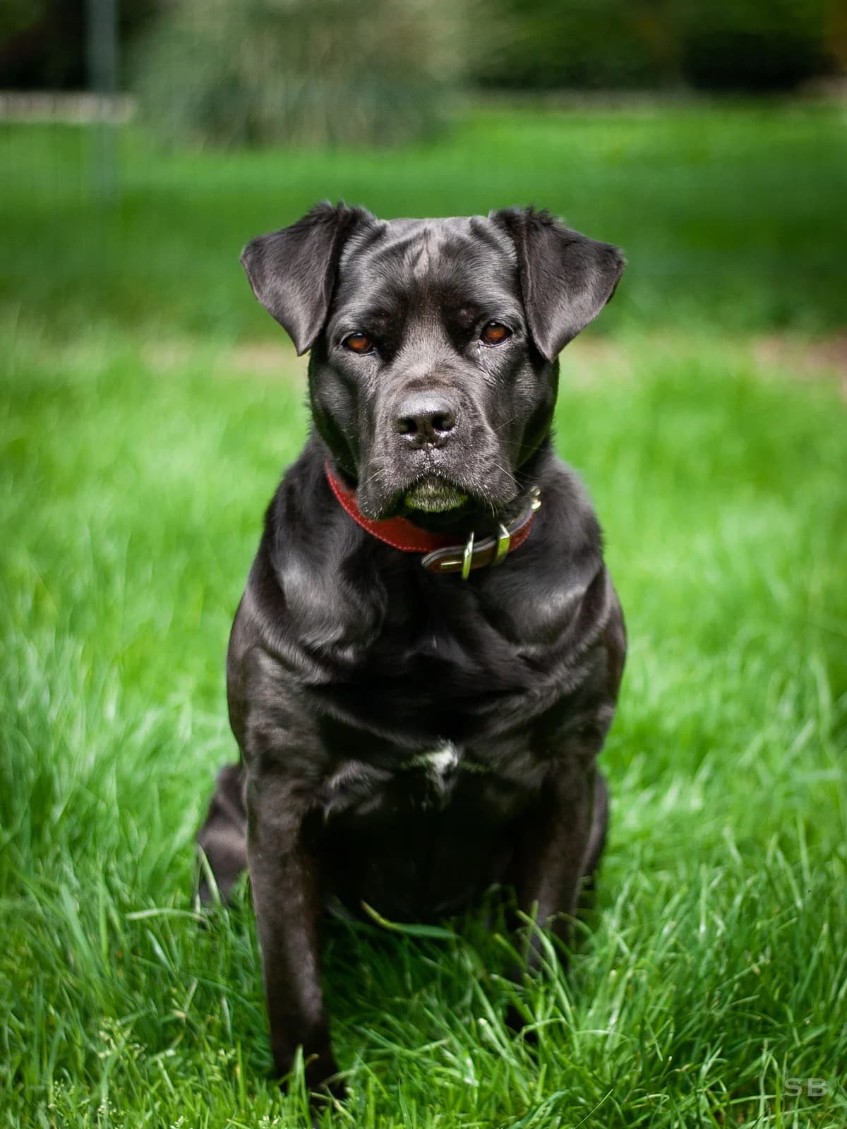 Tina, Noire female Cane Corso for adoption at APAGI