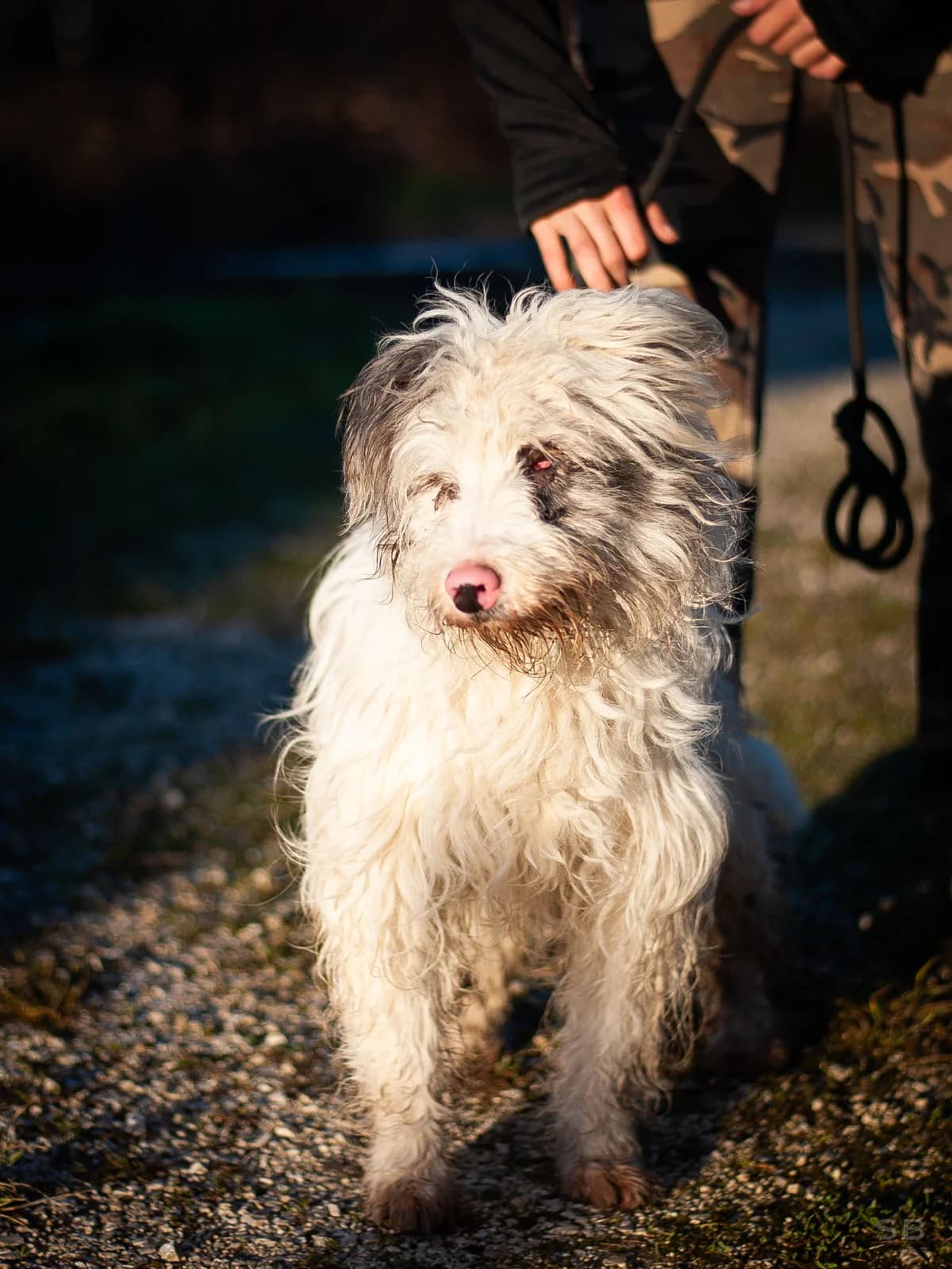 Winnona, Blanche et grise female 4yo mixed breed for adoption at APAGI, Le Versoud