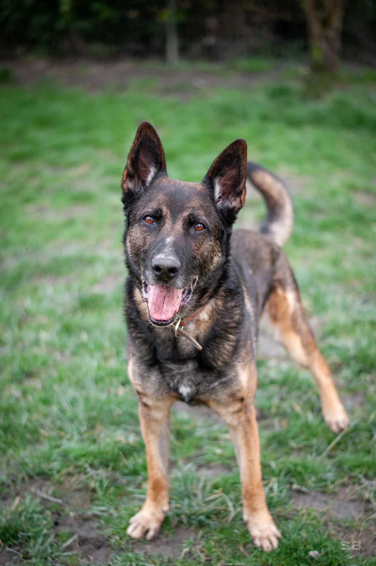 Ricks, Noir et feu male senior German Shepherd for adoption at APAGI, Le Versoud