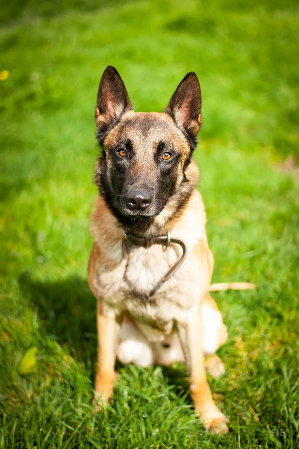 Bart, Fauve charbonnée male 5yo Belgian Malinois for adoption at APAGI, Le Versoud