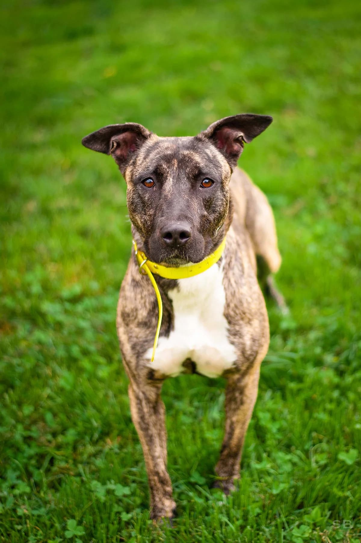 Kahira, Bringée female 3yo mixed breed for adoption at APAGI, Le Versoud