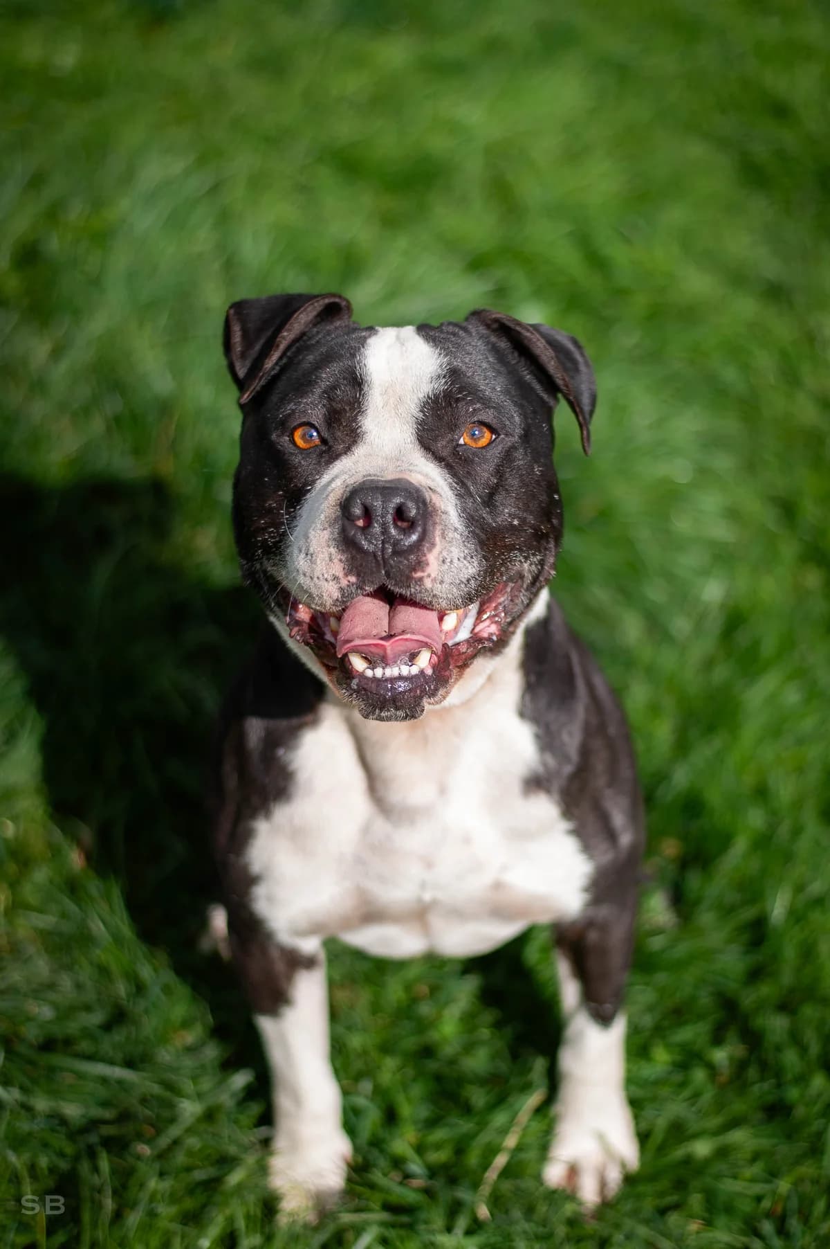 Sacco, Noire et blanche male 4yo American Staffordshire Terrier for adoption at APAGI, Le Versoud
