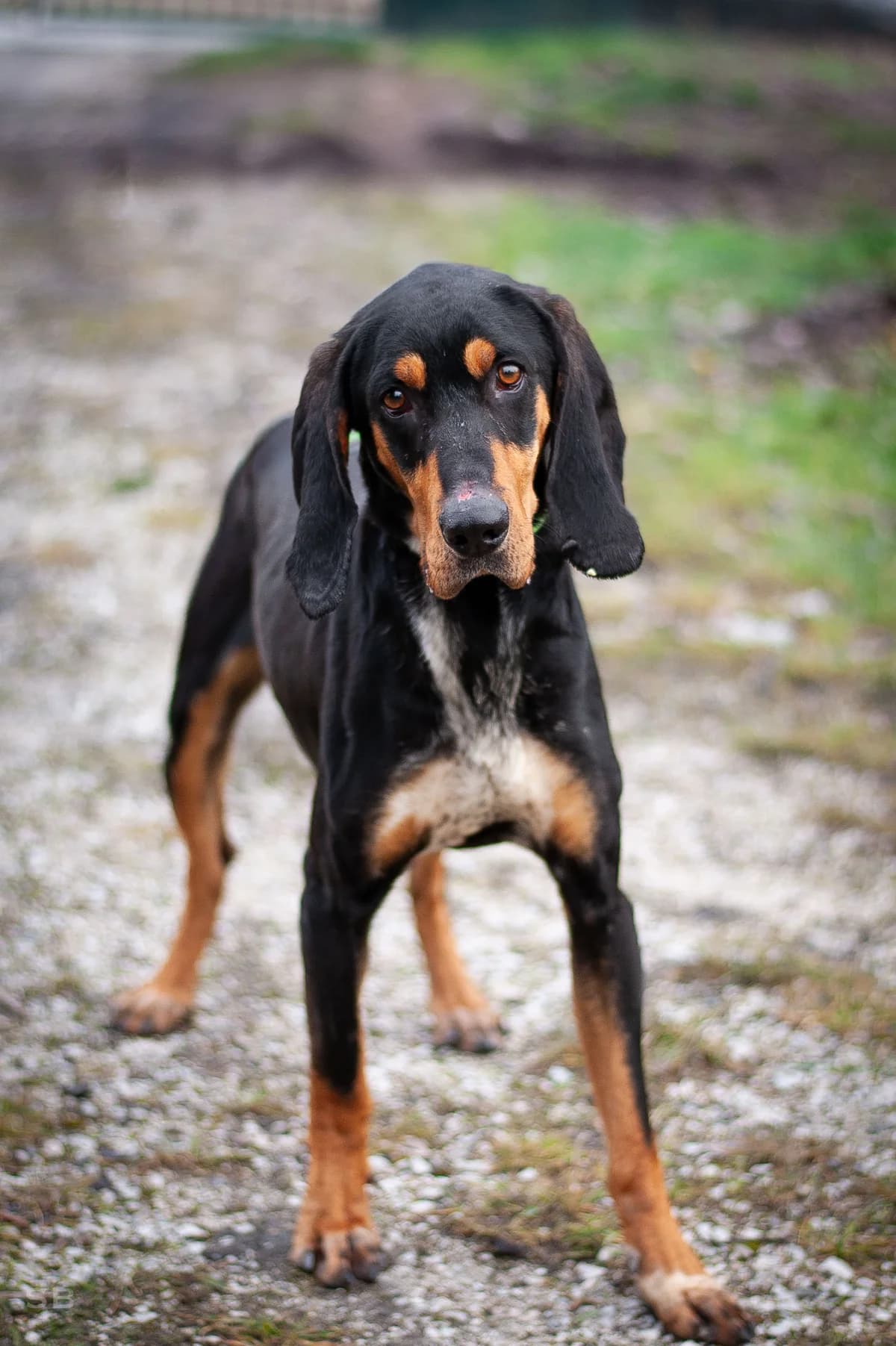 Balou, Tricolore male 7yo mixed breed for adoption at APAGI, Le Versoud