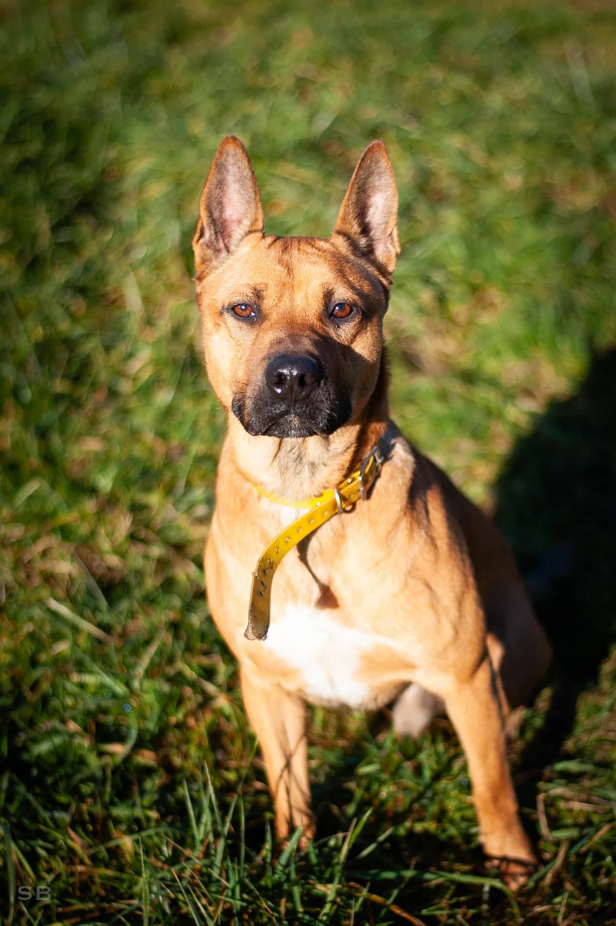 Kenane, Fauve plastron blanc male mixed breed for adoption at APAGI