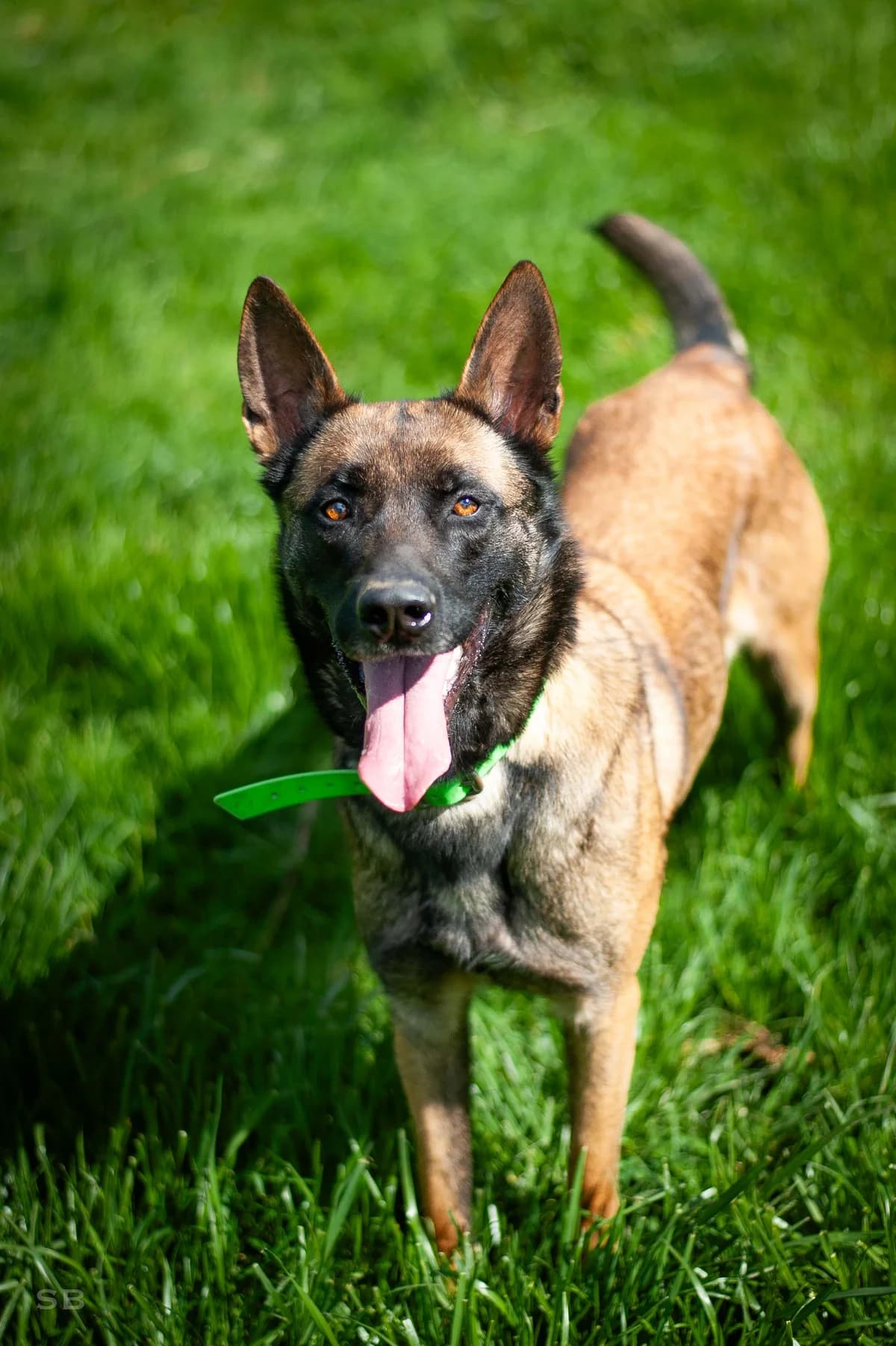 Naika, Fauve charbonnée female 6yo Belgian Malinois for adoption at APAGI, Le Versoud