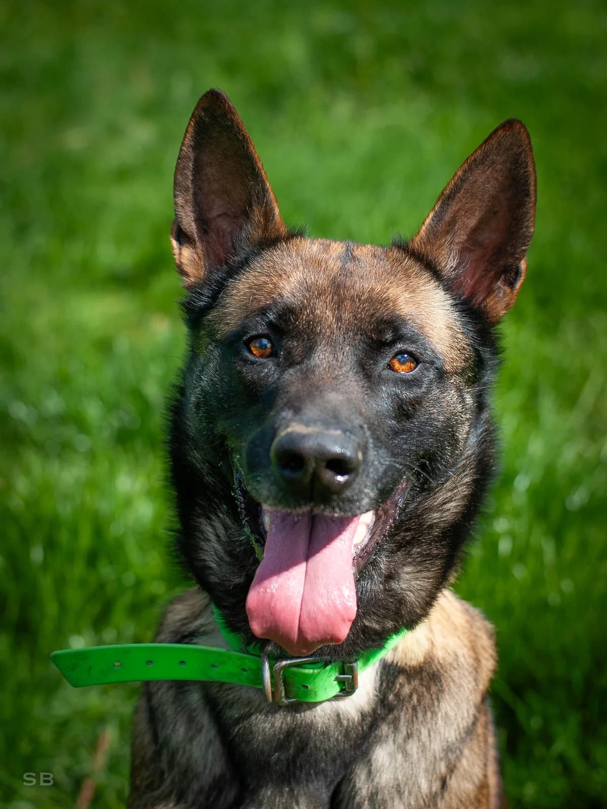 Naika, Fauve charbonnée female Belgian Malinois for adoption at APAGI — photo 2 of 11