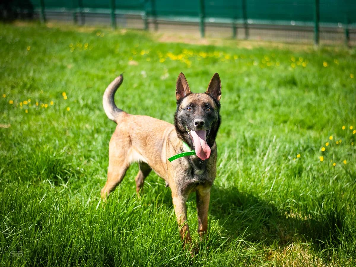 Naika, Fauve charbonnée female Belgian Malinois for adoption at APAGI — photo 3 of 11