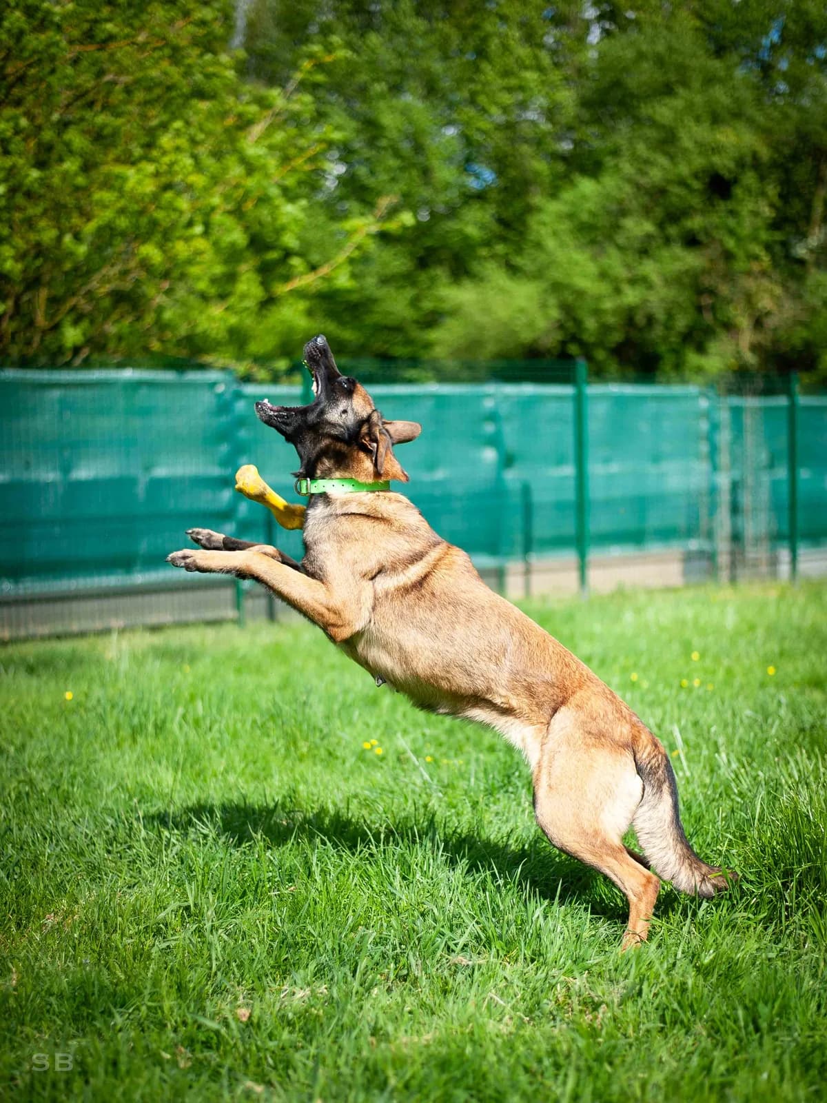 Naika, Fauve charbonnée female Belgian Malinois for adoption at APAGI — photo 4 of 11