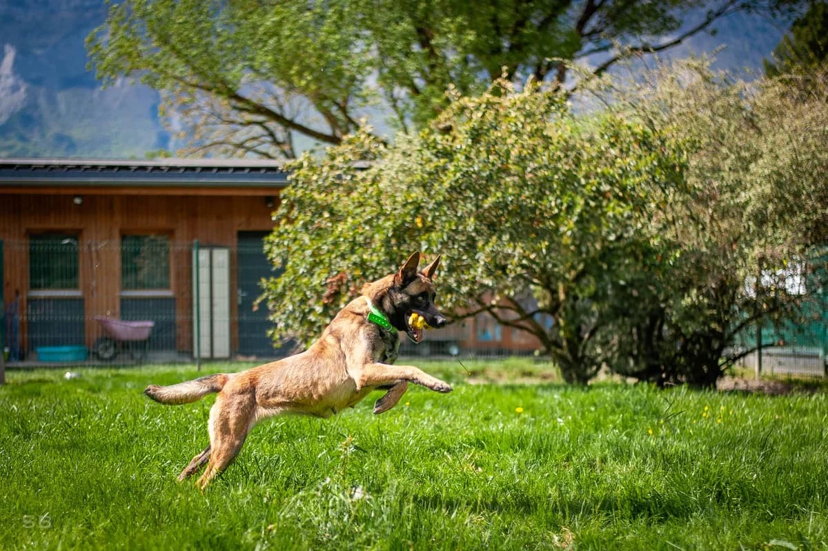 Naika, Fauve charbonnée female Belgian Malinois for adoption at APAGI — photo 5 of 11