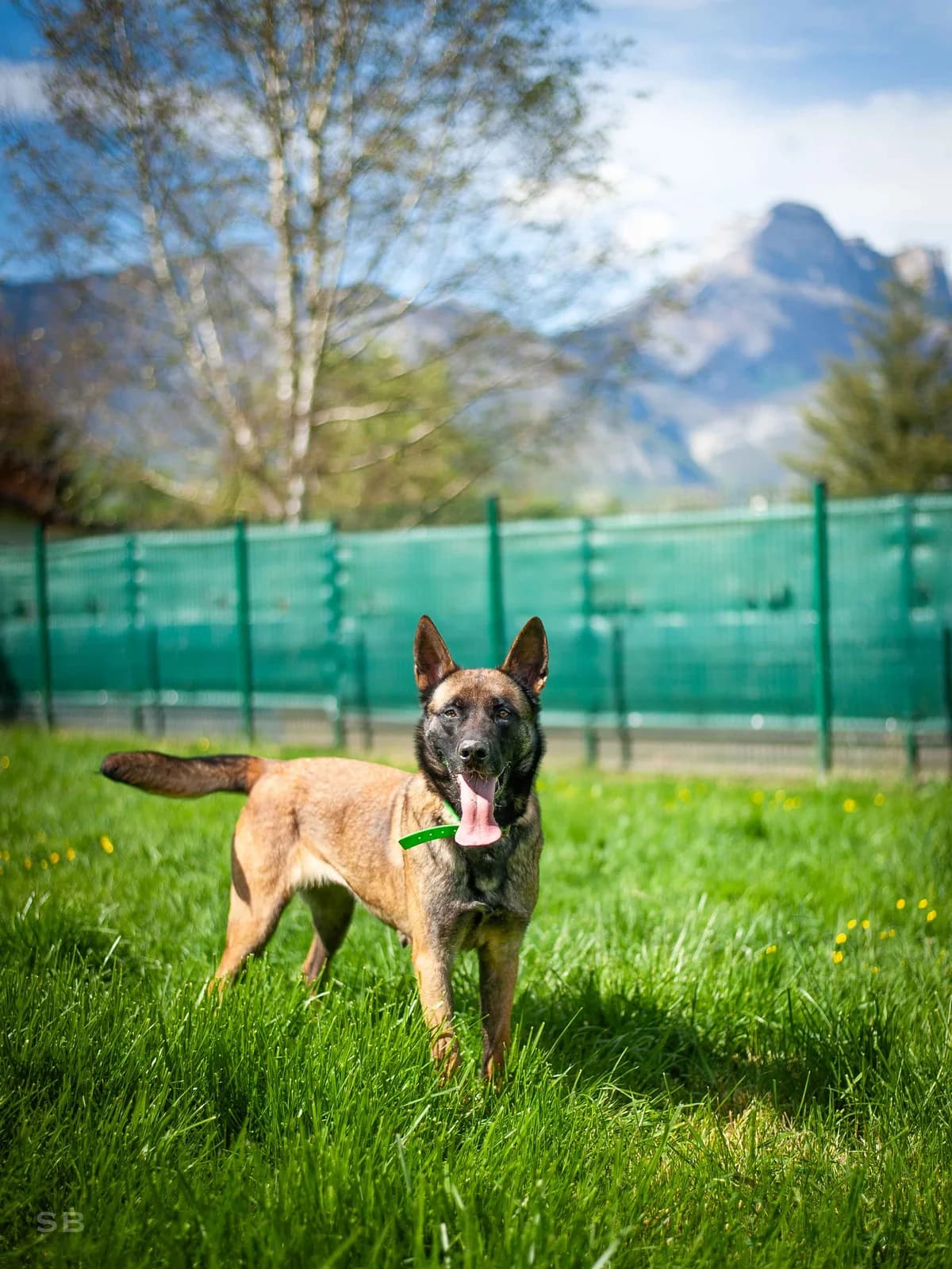 Naika, Fauve charbonnée female Belgian Malinois for adoption at APAGI — photo 6 of 11